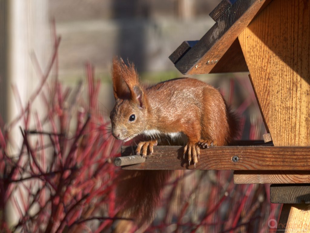 Eichhörnchen am Futterhaus