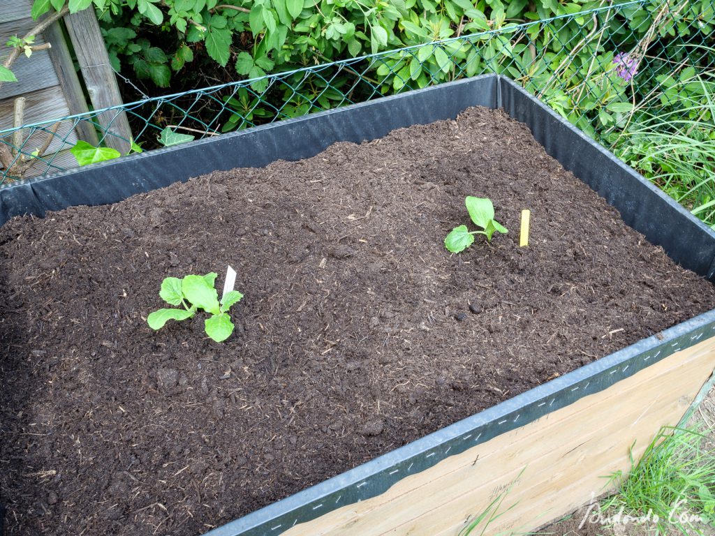 Hochbeet mit Zucchinipflanzen