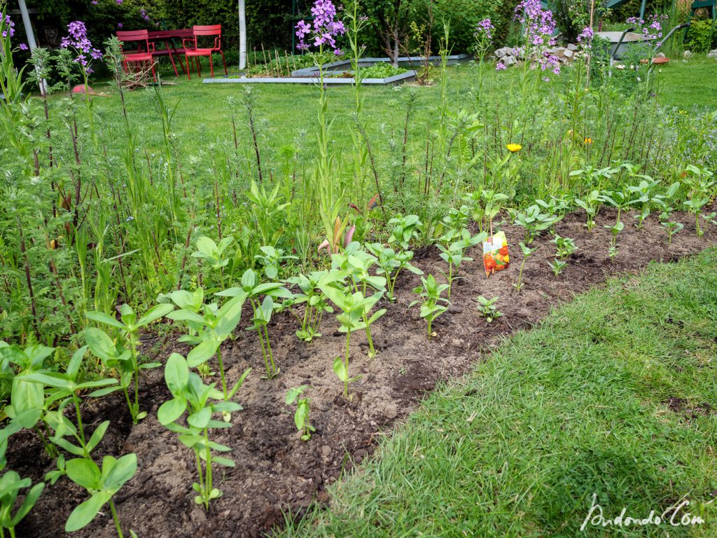 Zinnien vereinzelt und eingepflanzt