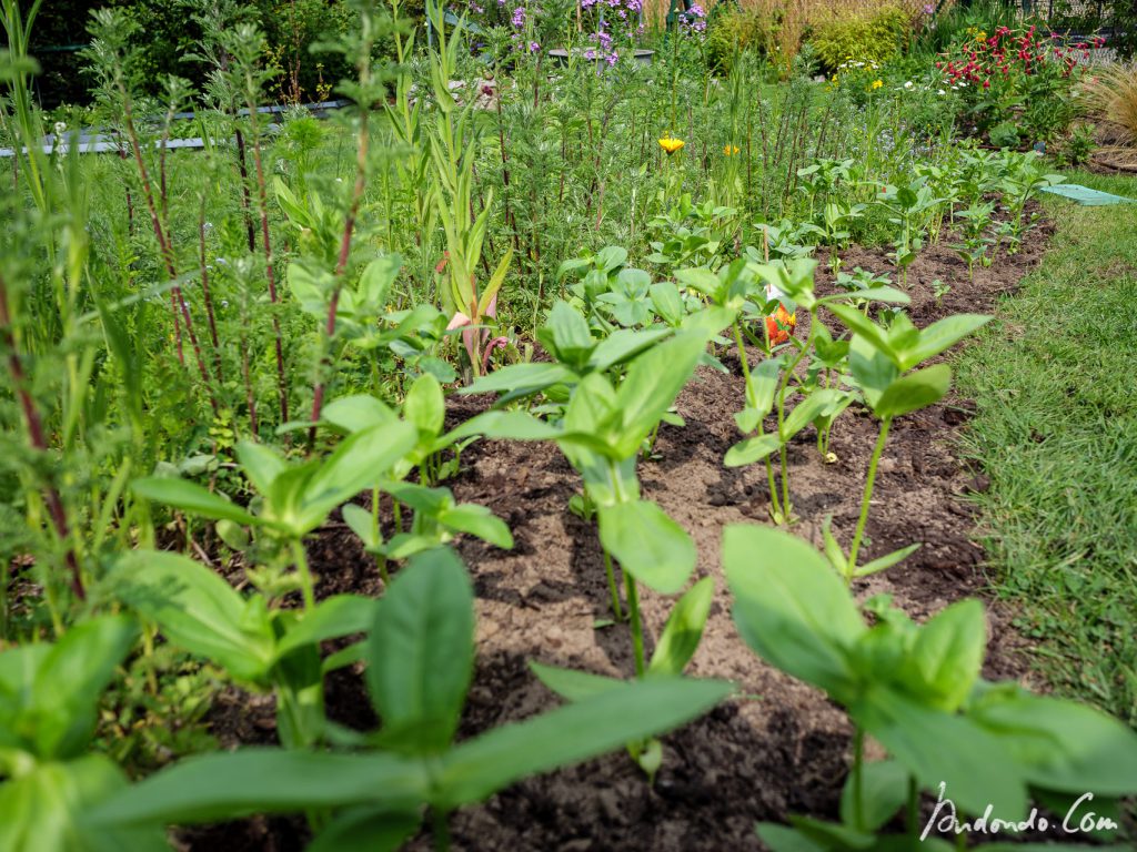 Zinnien vereinzelt und eingepflanzt