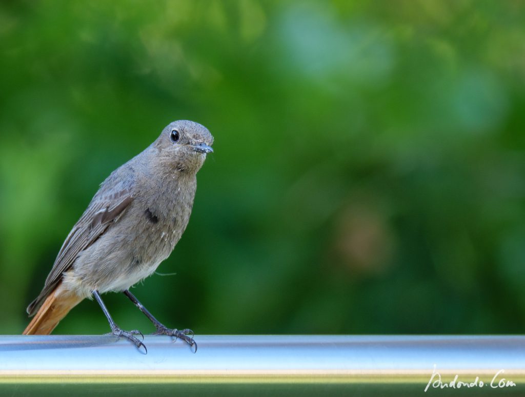 Hausrotschwänzchen (Weibchen)