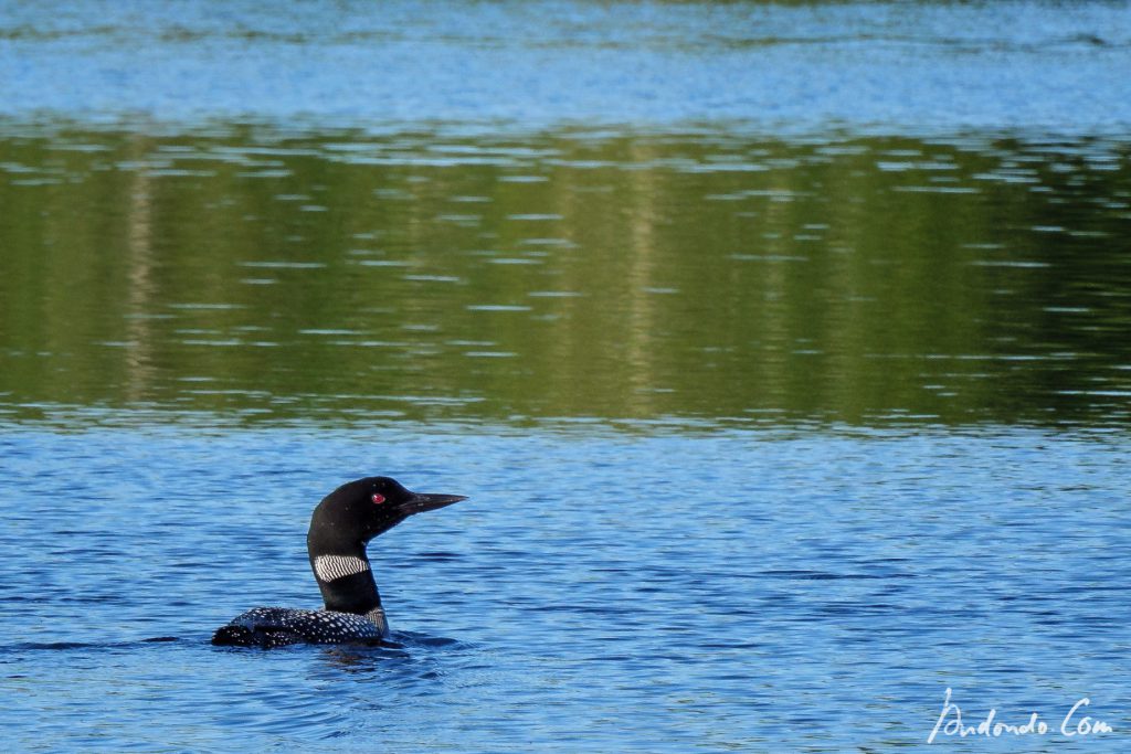 Eistaucher - Common Loon