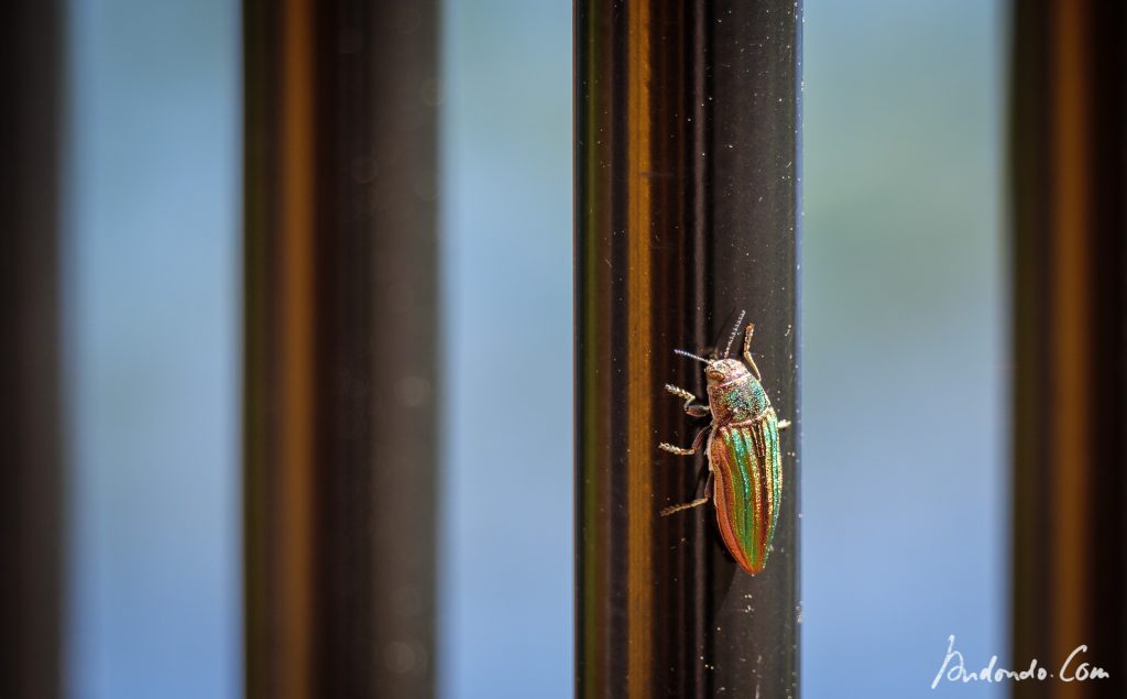 Goldener Prachtkäfer - Buprestis aurulenta