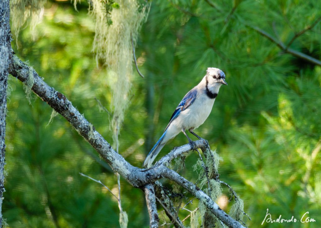 Blue Jay - Blauhäher