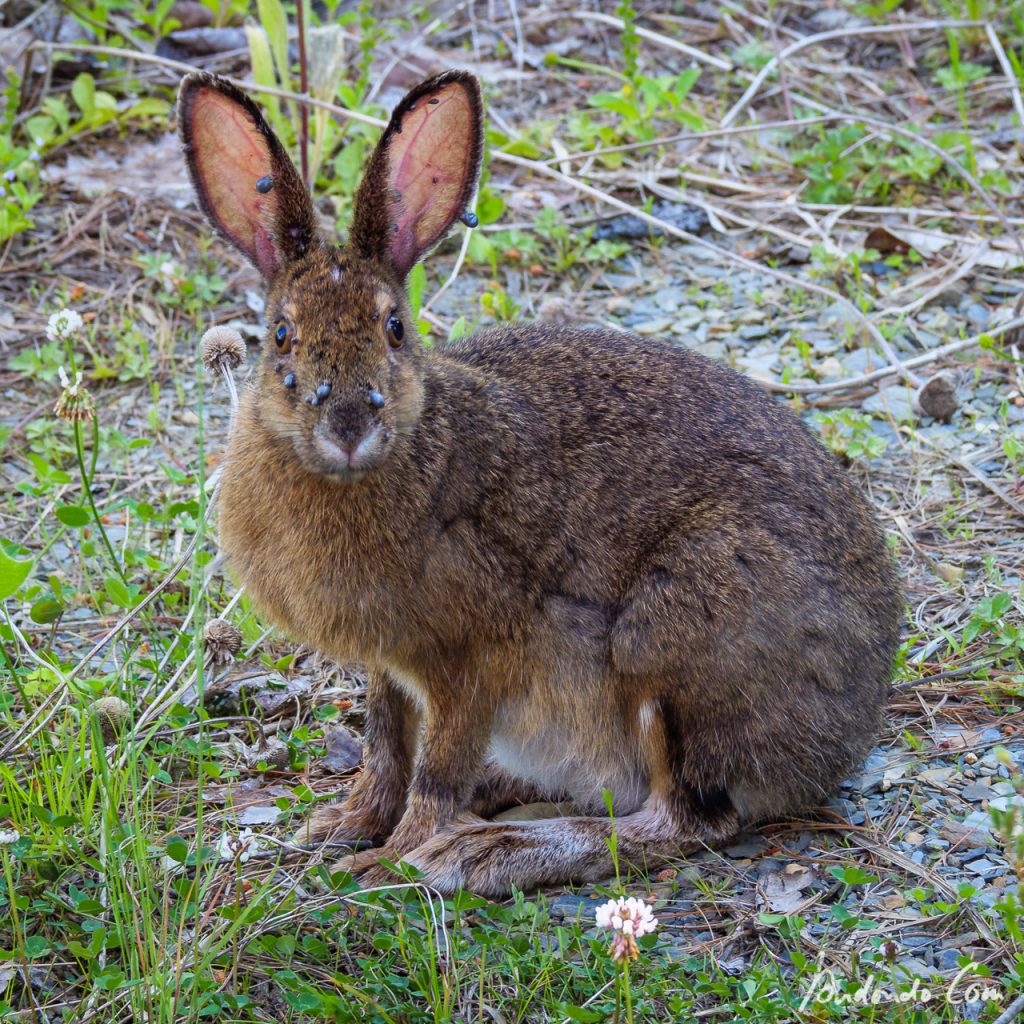 Kaninchen mit Zecken