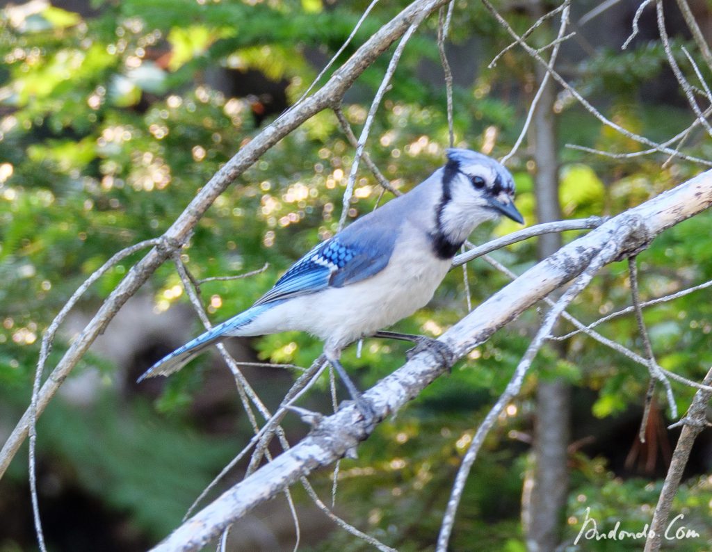 Blue Jay - Blauhäher