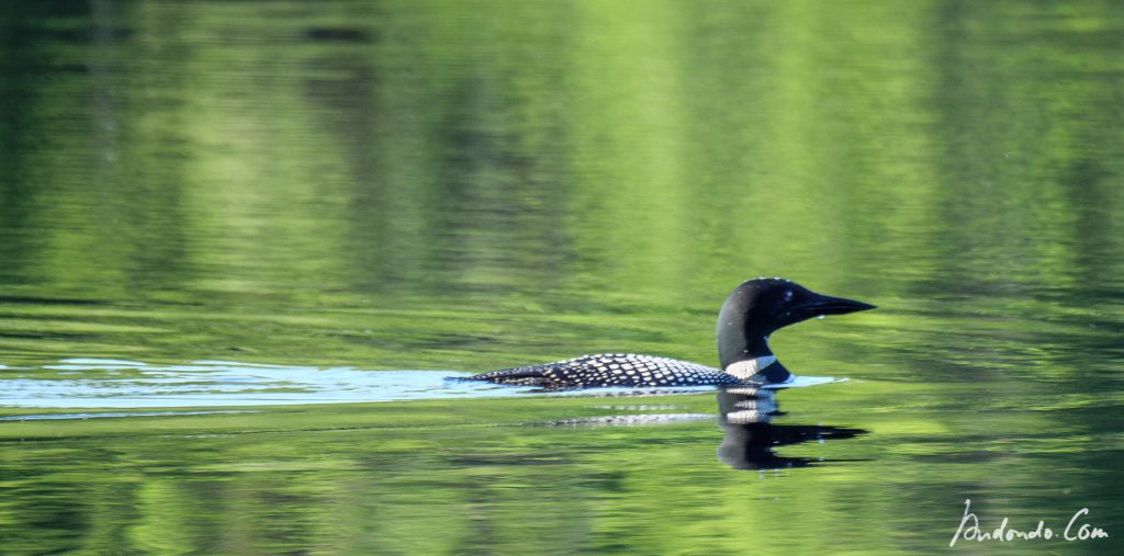 Eistaucher (Common Loon)Eistaucher (Common Loon)