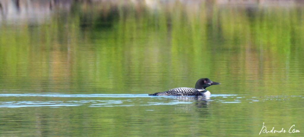 Eistaucher (Common Loon)