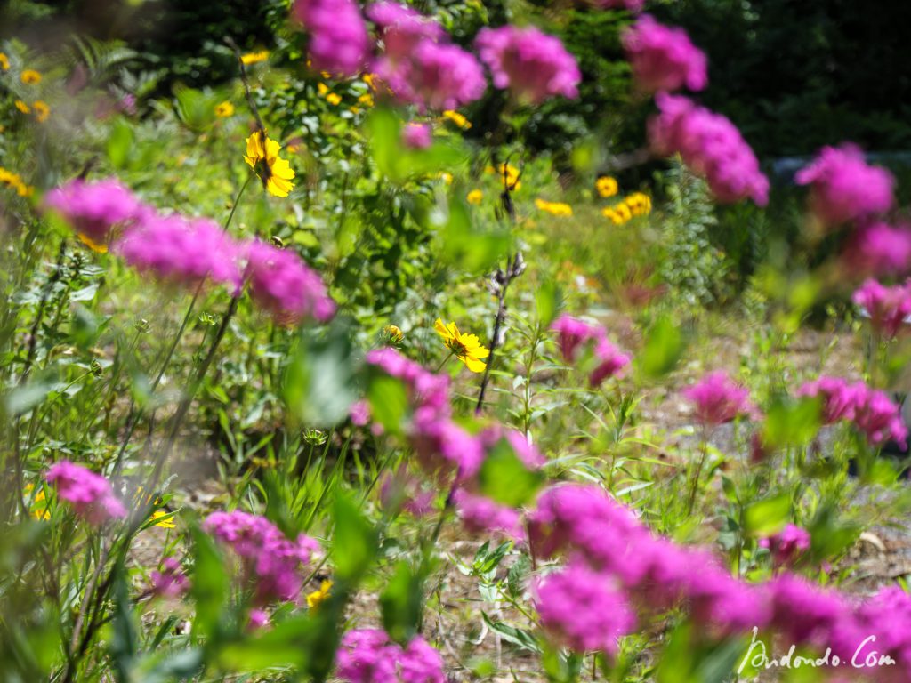 Blumen im Garten von New Elm