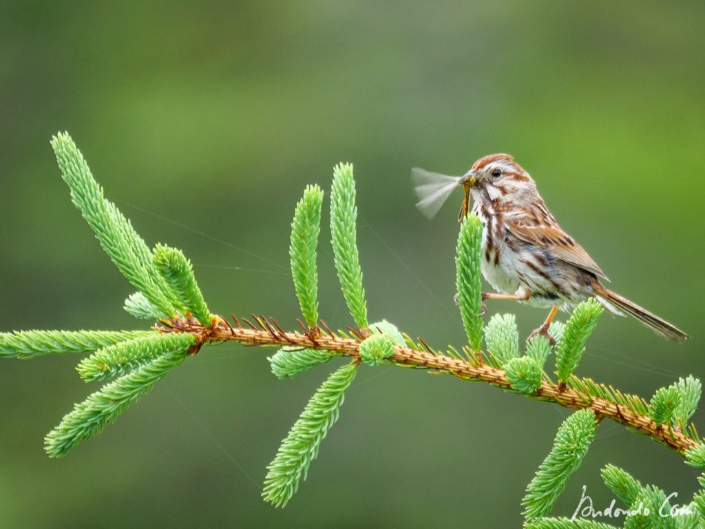 Singammer mit gefangener Libelle