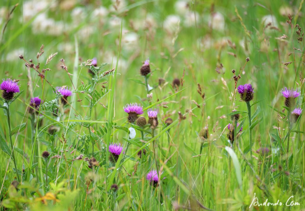 Blumenwiese