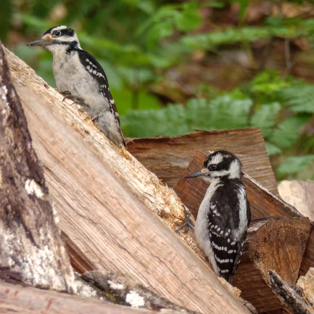 Specht mit Jungvogel