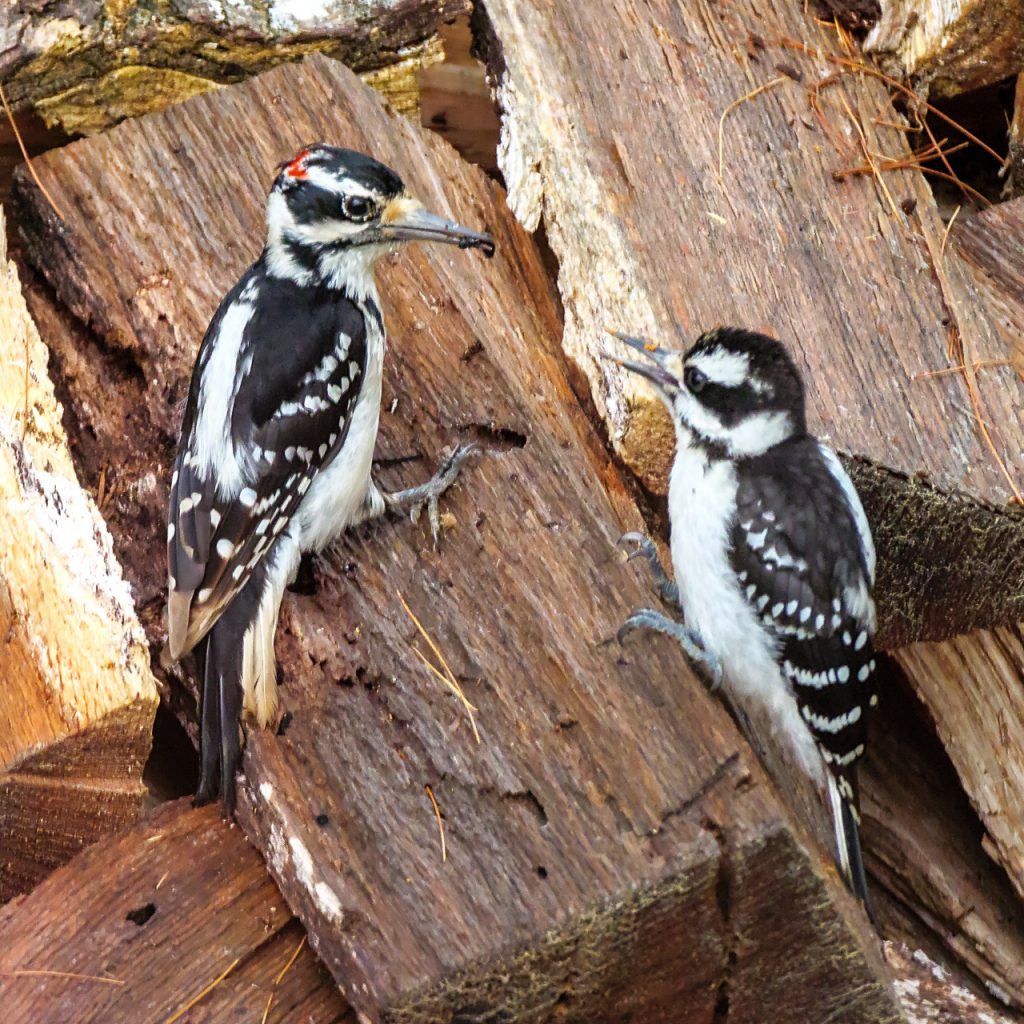 Specht mit Jungvogel