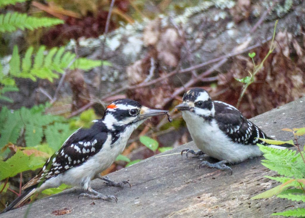 Specht mit Jungvogel