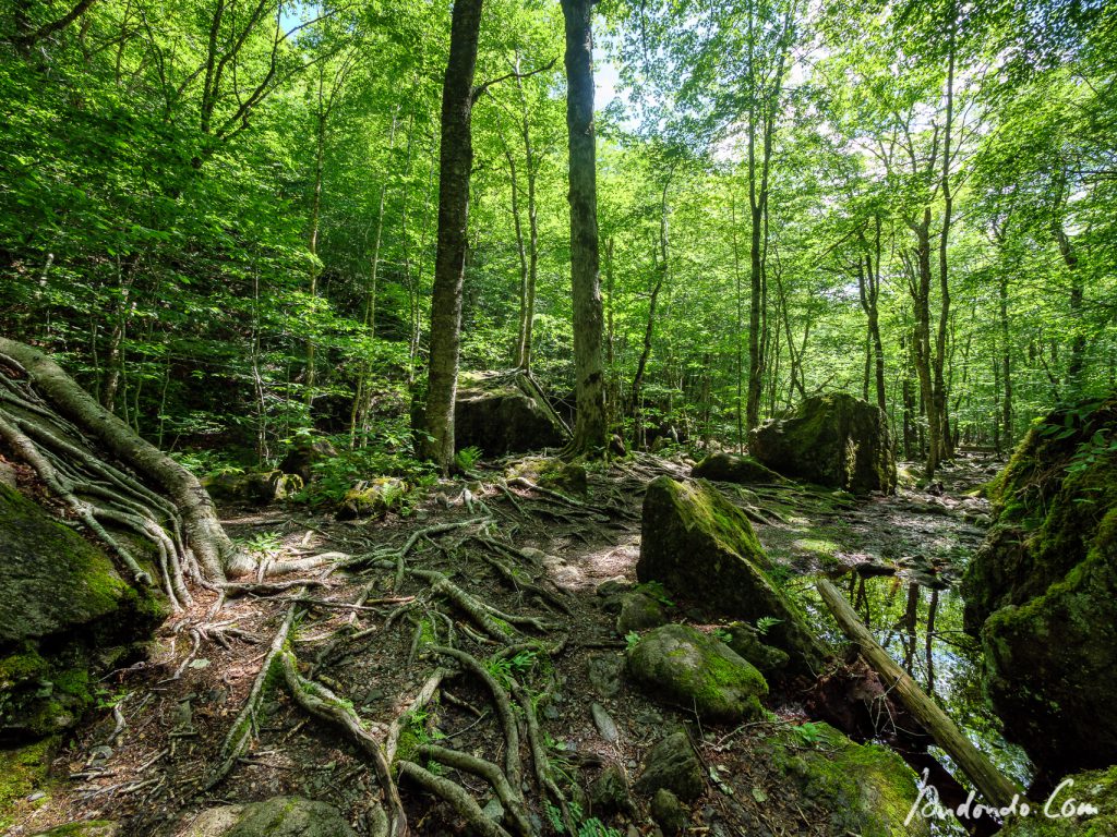 Bizarre Wurzeln am Falls Brook