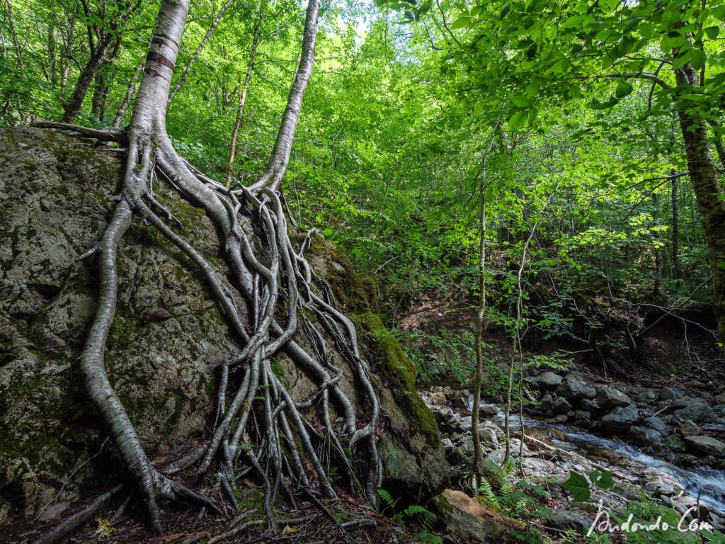 Bizarre Wurzeln am Falls Brook