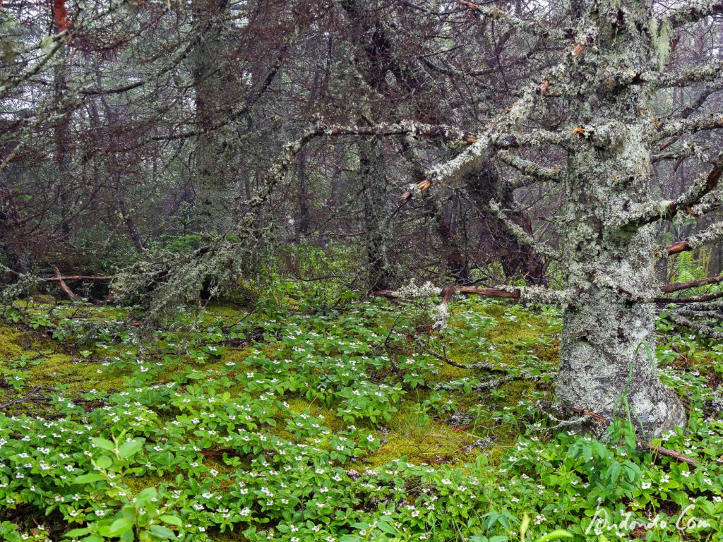Teppichhartriegel im Wald