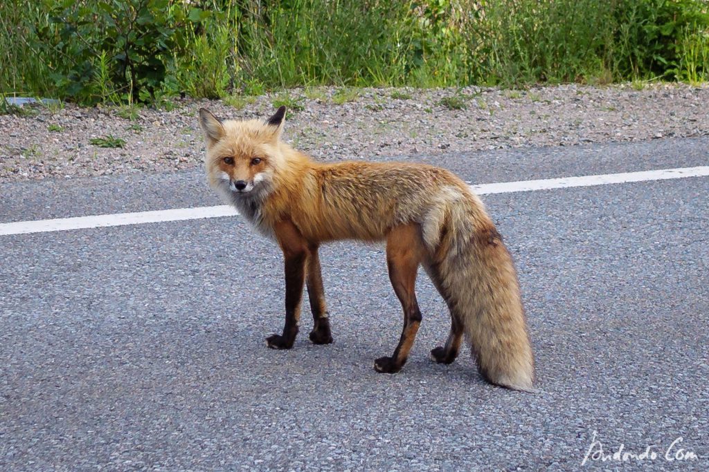 Fuchs am Cabot Trail