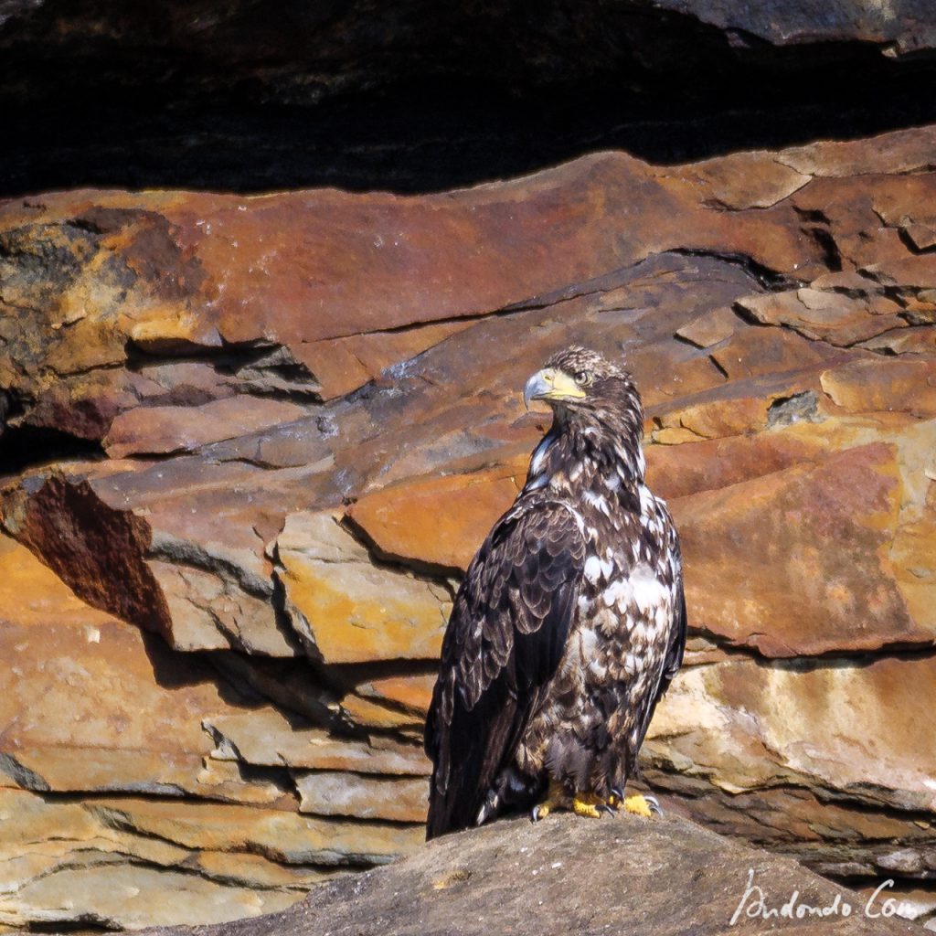 Weisskopfseeadler - Jungvogel