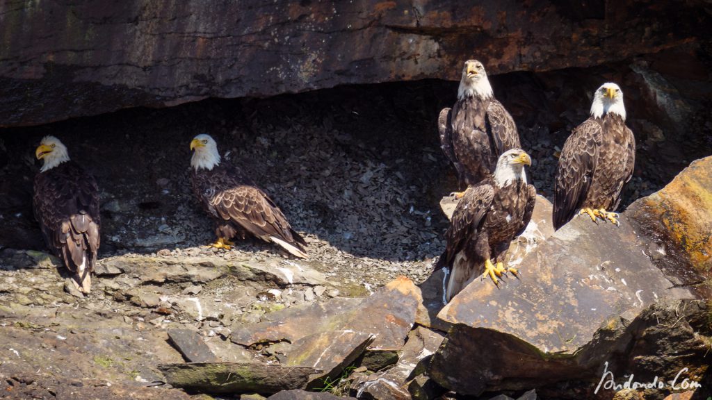 Weisskopfseeadler 