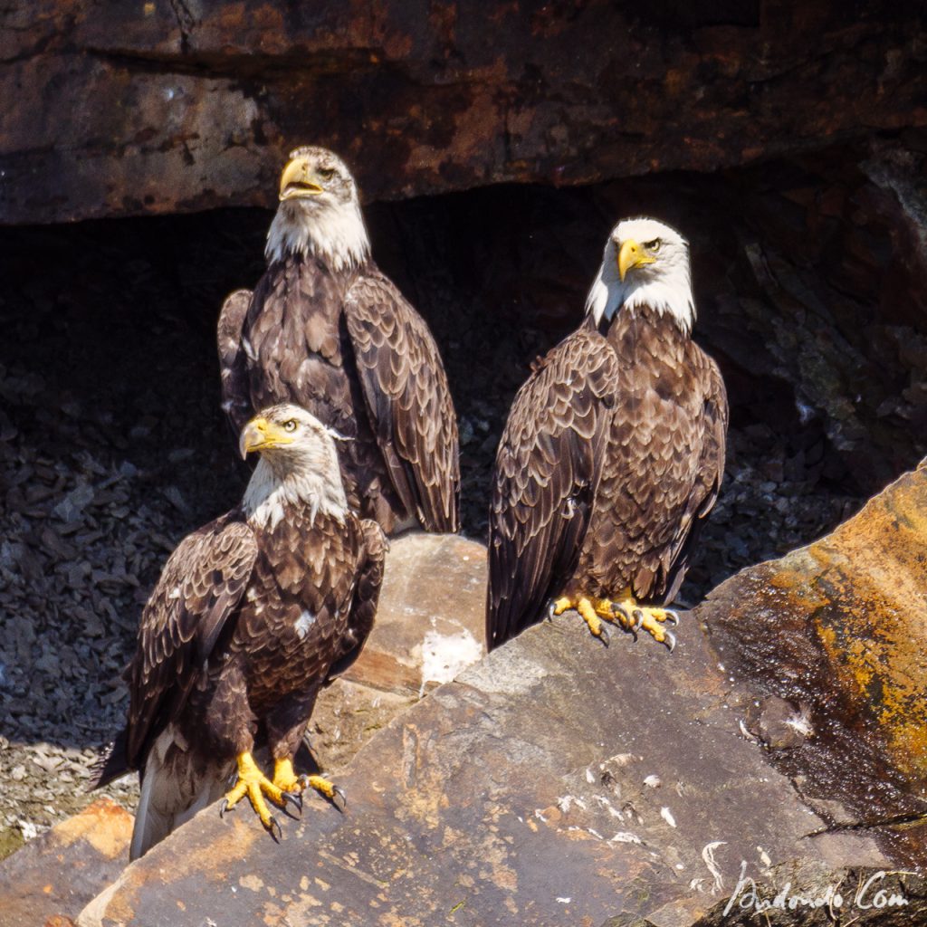 Weisskopfseeadler 