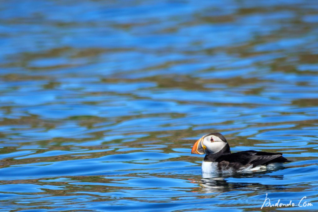 Papageientaucher - Puffin