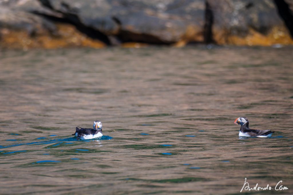 Papageientaucher - Puffin