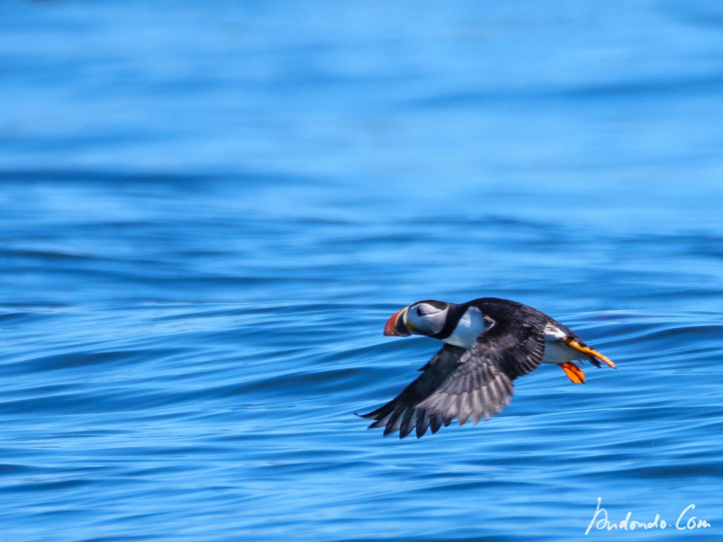 Papageientaucher - Puffin