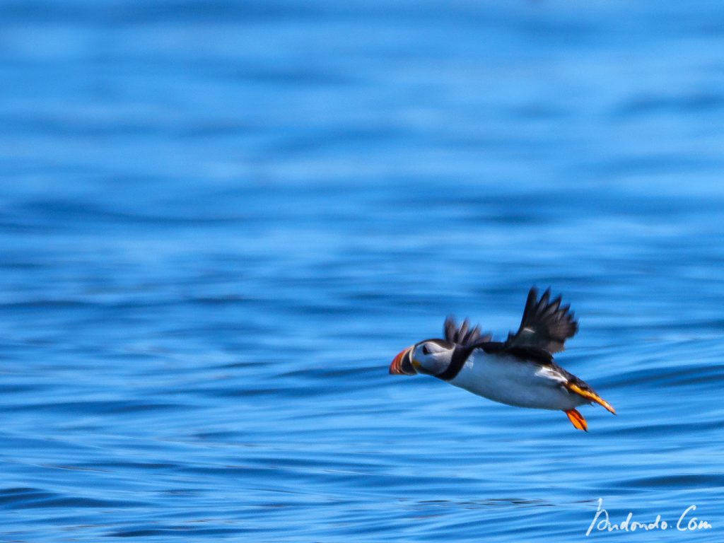 Papageientaucher - Puffin