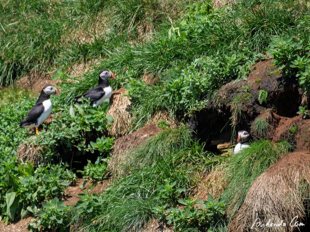 Papageientaucher - Puffin