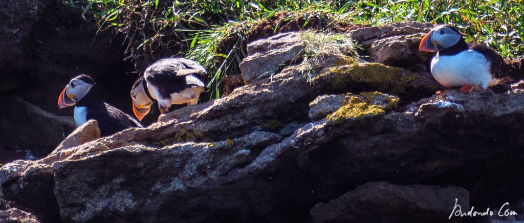 Papageientaucher - Puffin