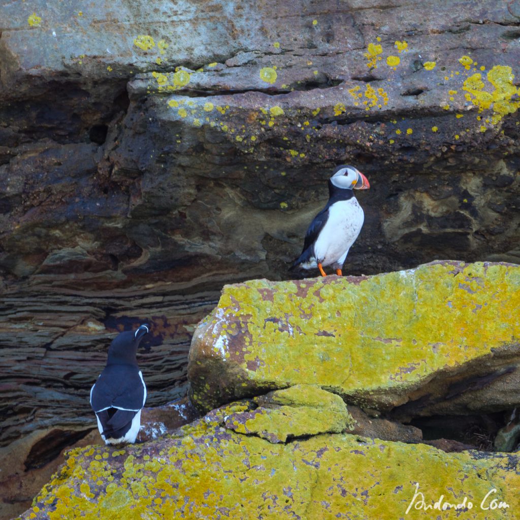 Papageientaucher - Puffin