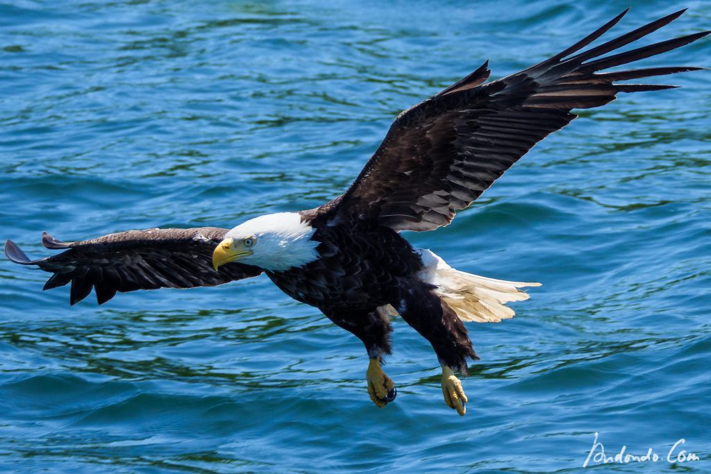 Weisskopfseeadler im Anflug