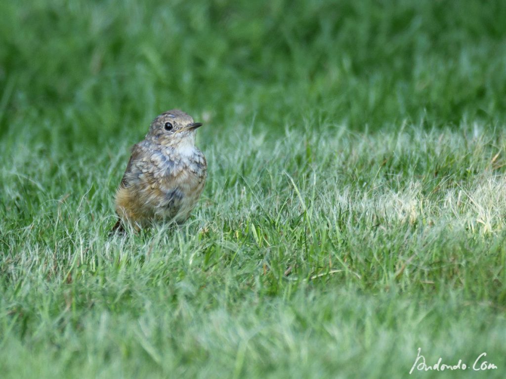 Rotschwänzchen (Jungvogel)