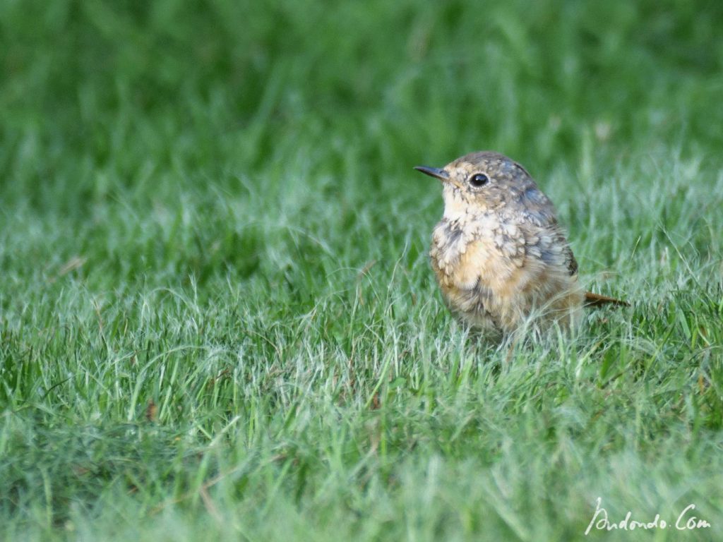 Rotschwänzchen (Jungvogel)