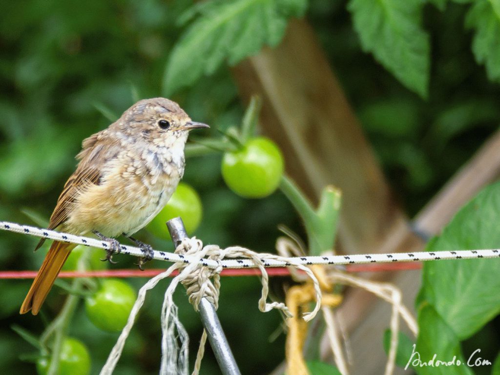 Rotschwänzchen (Jungvogel)