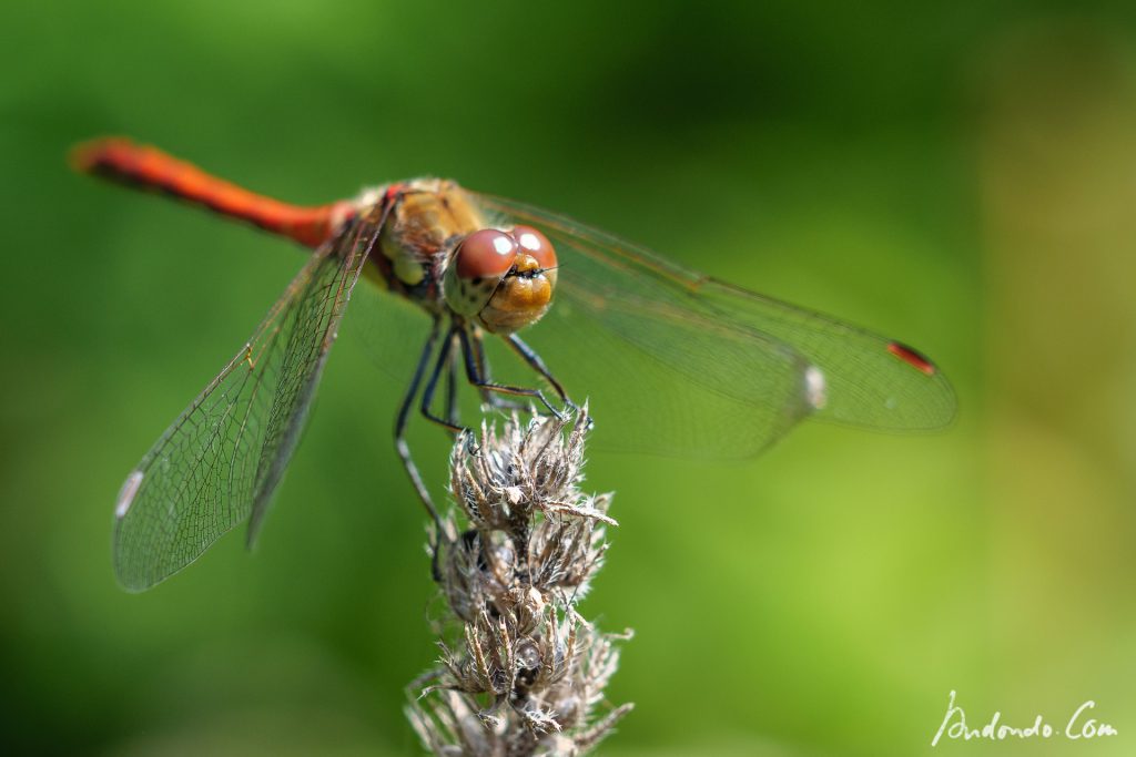 Rote Heidelibelle