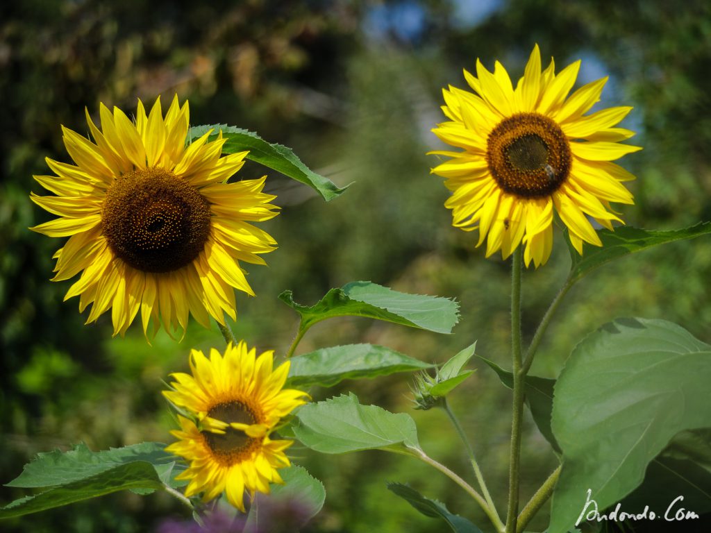 Sonnenblumenblüten