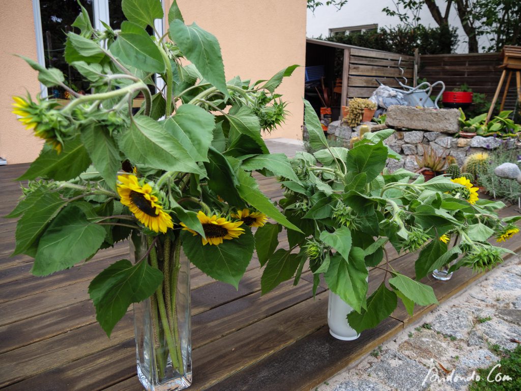 Sonnenblumenblüten in Vase