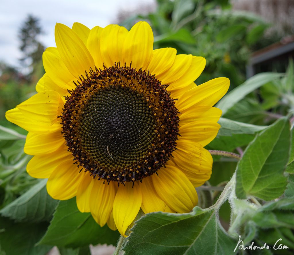 Sonnenblumenblüten