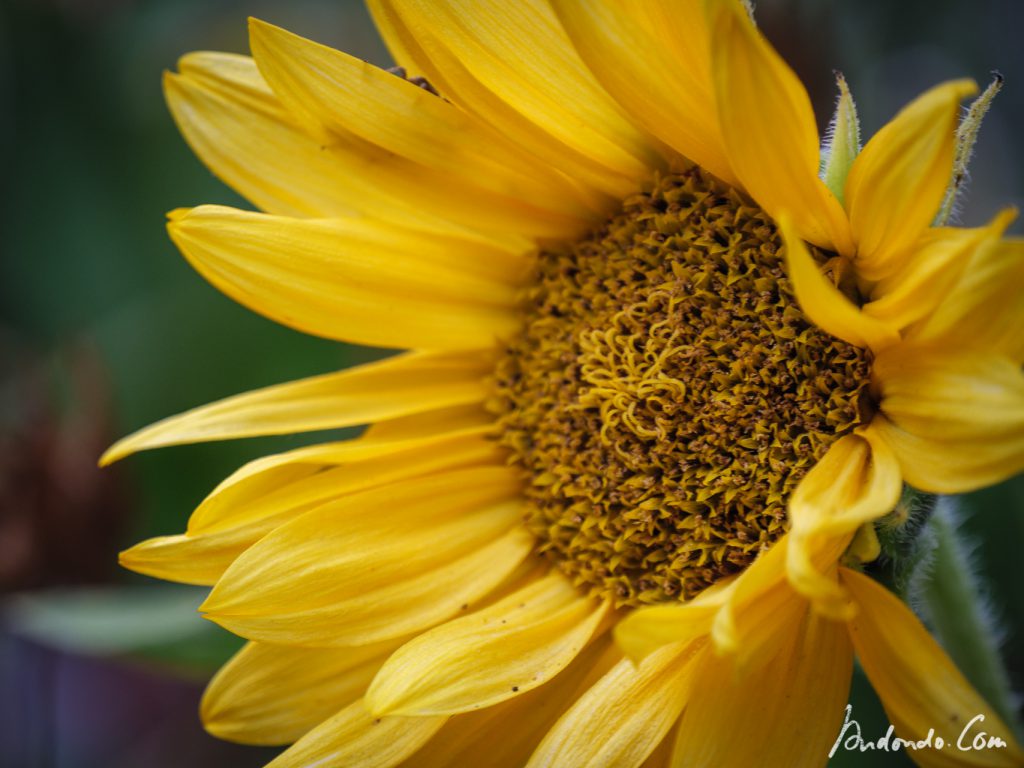 Sonnenblumenblüten