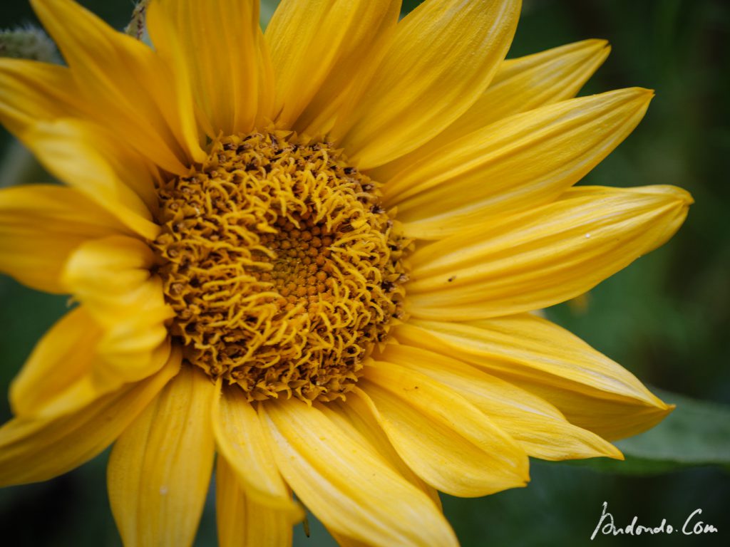 Sonnenblumenblüten