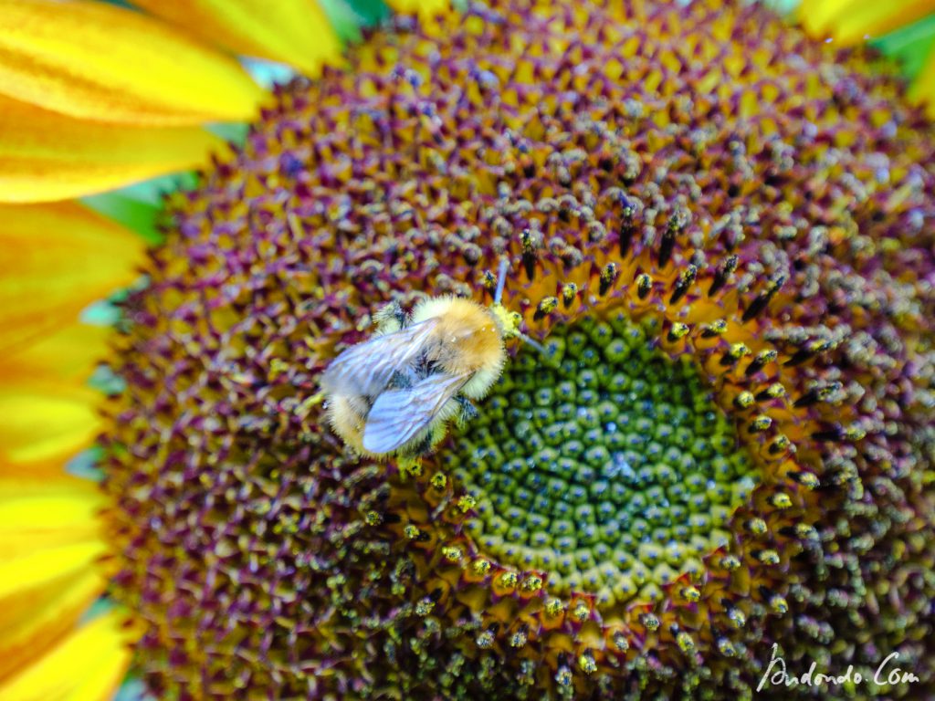 Hummel auf Sonnenblume