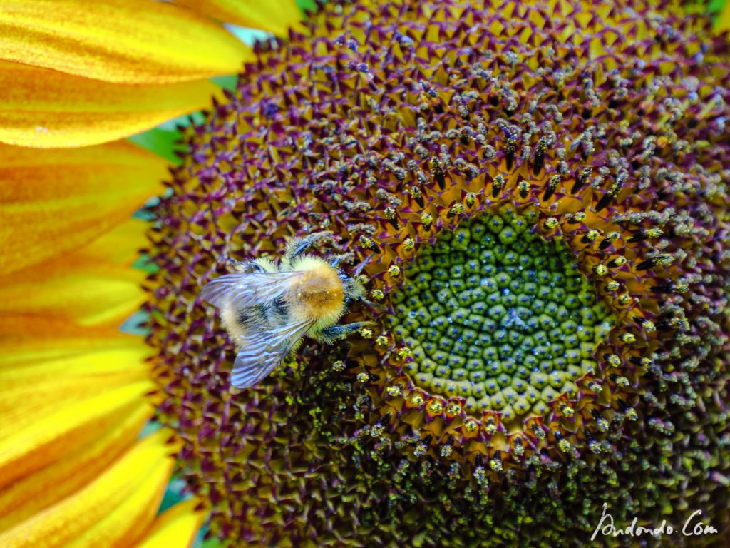 Hummel auf Sonnenblume