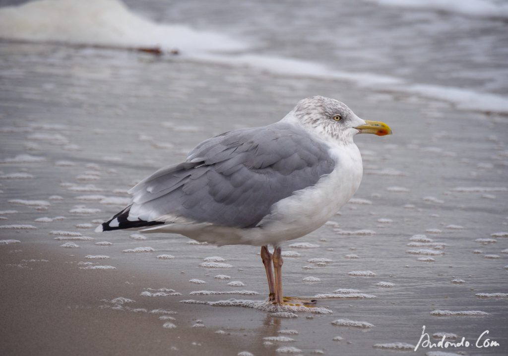 Möve am Strand