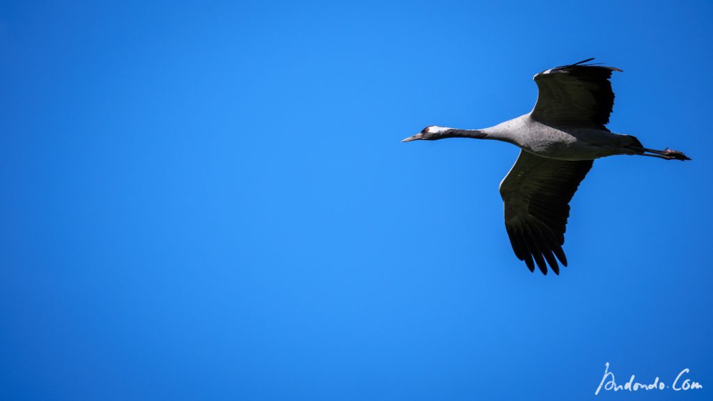 Anfliegender Kranich