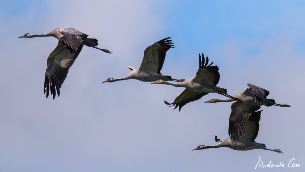 Kranichfamilie im Flug