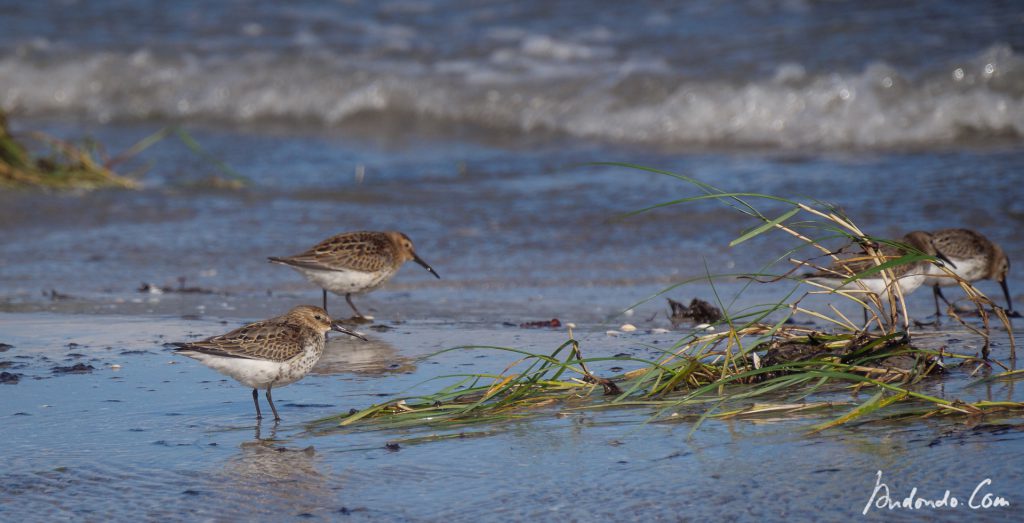 Strandläufer