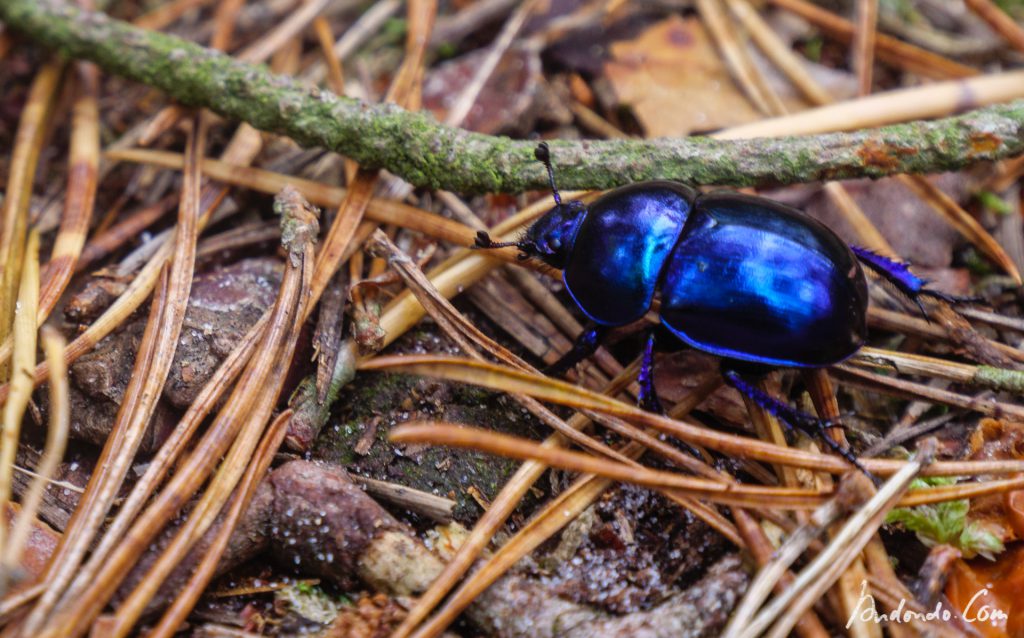 Frühlingsmistkäfer (Trypocopris vernalis)