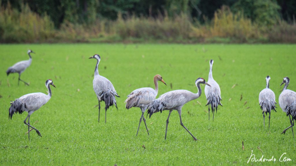 Kraniche in Linum